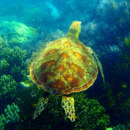 Which sea turtles are the deepest divers?