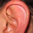 How many muscles does the earlobe consist of?