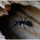 What is the name of the largest European ant? 