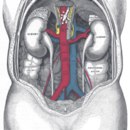 What is the largest gland in the human body?
