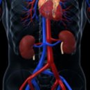 What is the structural and functional unit of kidney?