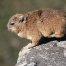 What is the dassie or rock hyrax related to?