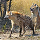 What is the main feeding behaviour of hyenas?
