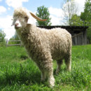 Which animal's hair is a source of mohair?