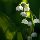 What is the use of lily of the valley for?