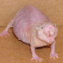 Which trait makes naked mole rat a subject of intensive scientific studies?