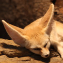 Why do fennec foxes have disproportionate big ears?