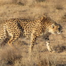 Where do cheetahs live, other than in Africa?