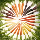 What was the original color of the carrot grown in Europe?
