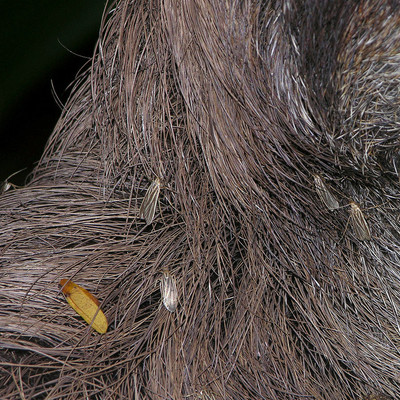 What insects live in large numbers in sloth's fur? | GlobalQuiz.org